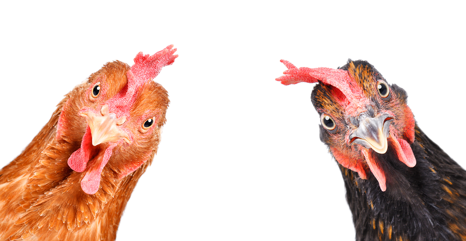 Dirty Chickens