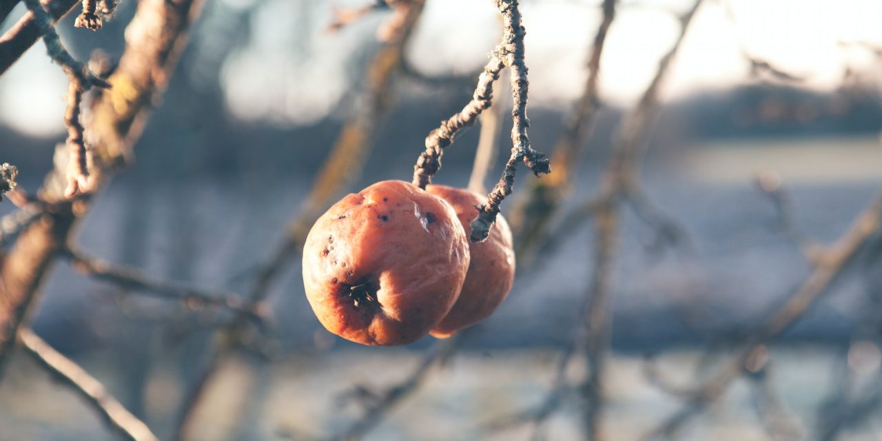 Can Persimmons Predict?
