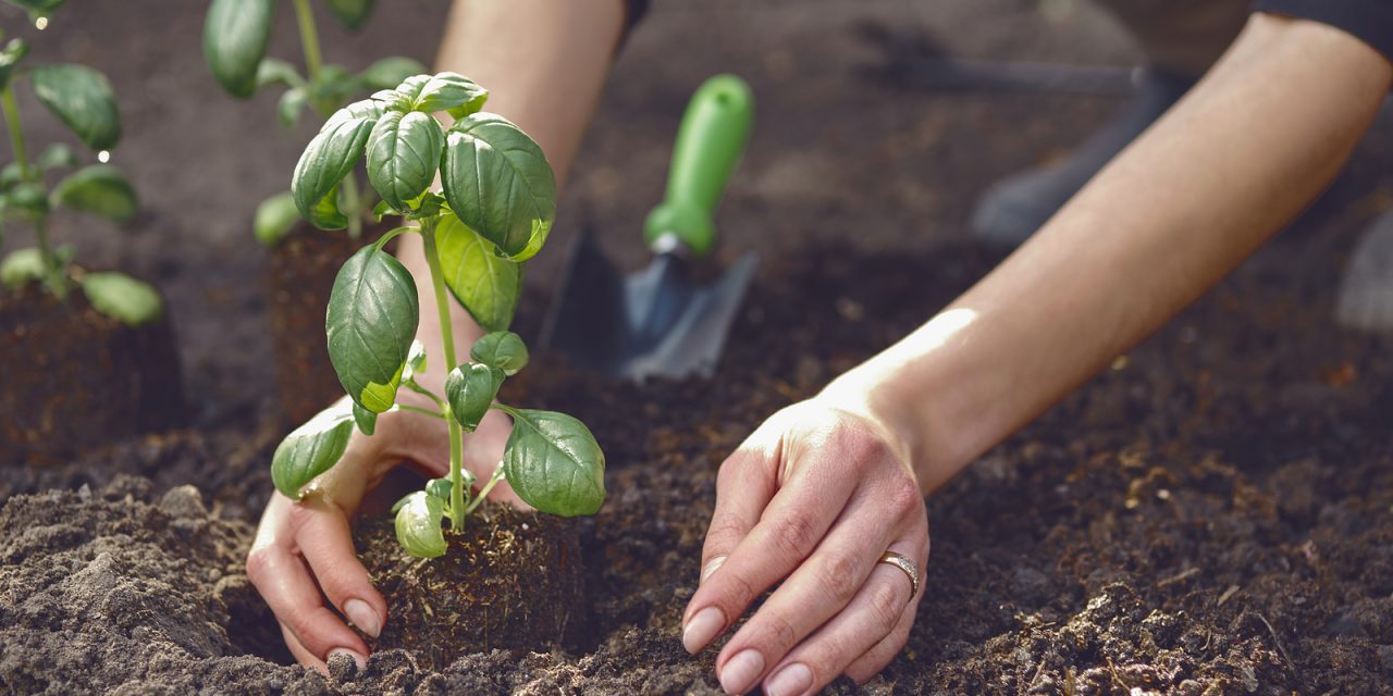 Secrets to Successfully Growing Herbs (Part 1)